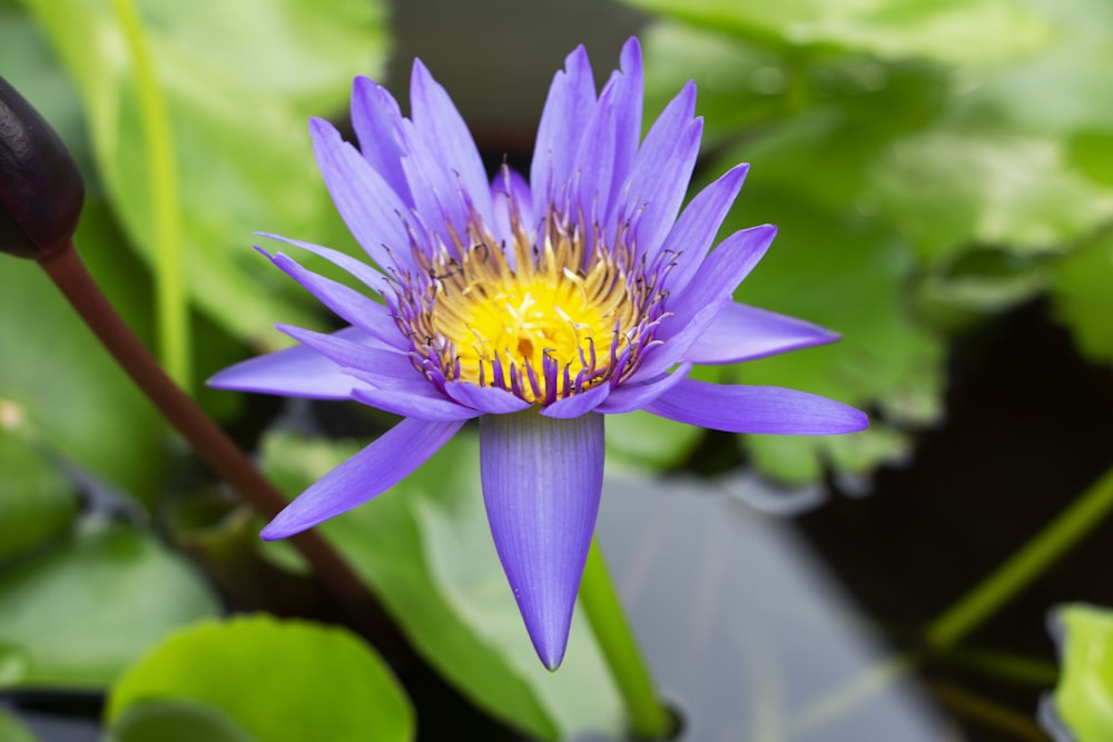 purple flower in tilt shift lens