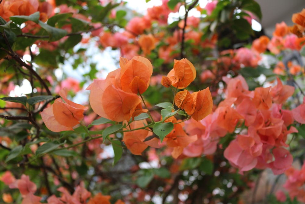 orange leaves in tilt shift lens