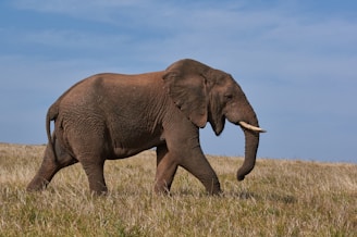 brown elephant on green grass field during daytime