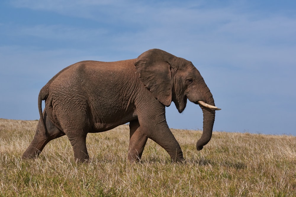 elefante marrom no campo verde da grama durante o dia