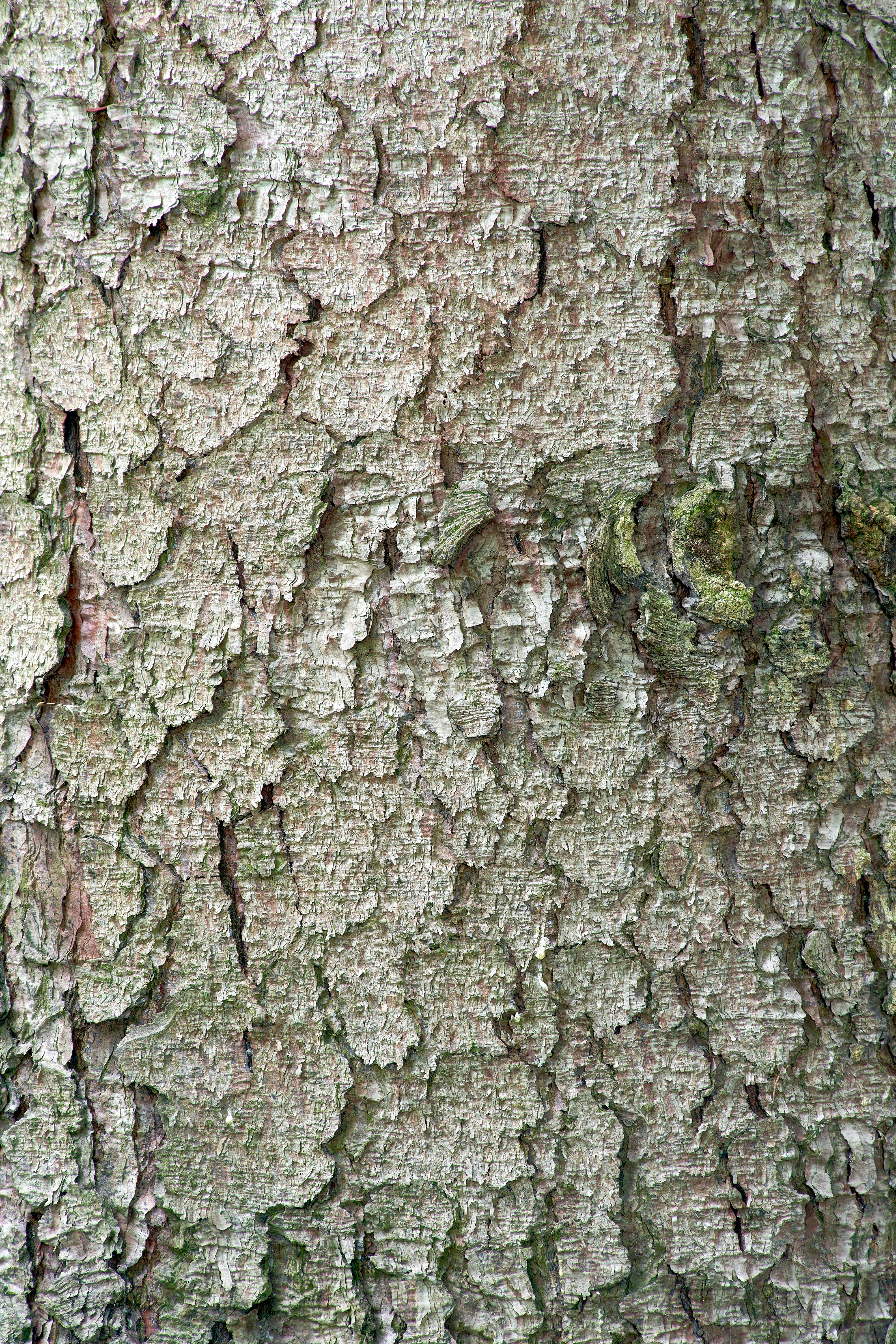 Photo by wolfgang_hasselmann