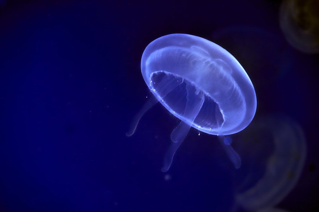 blue and white jellyfish in water