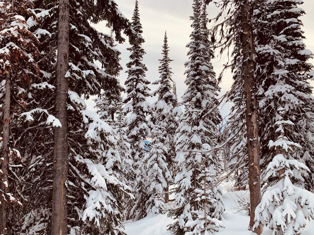 travelers stories about Spruce-fir forest in Kelowna, Canada