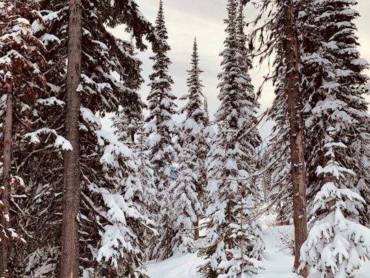 snow covered pine trees under cloudy sky during daytime in Kelowna Canada