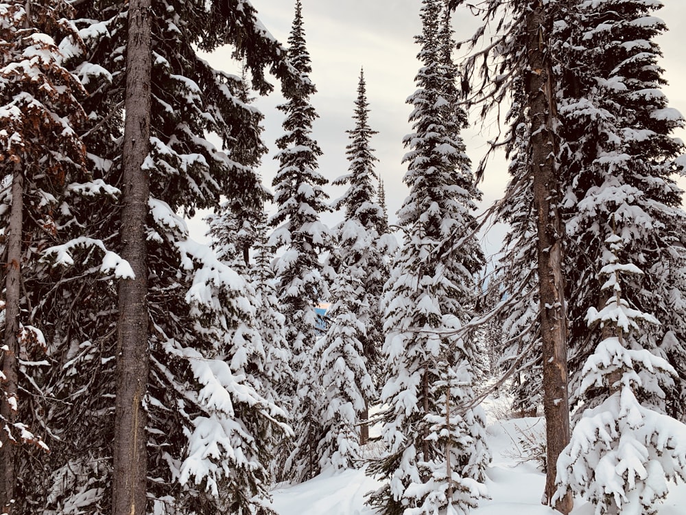 snow covered pine trees under cloudy sky during daytime