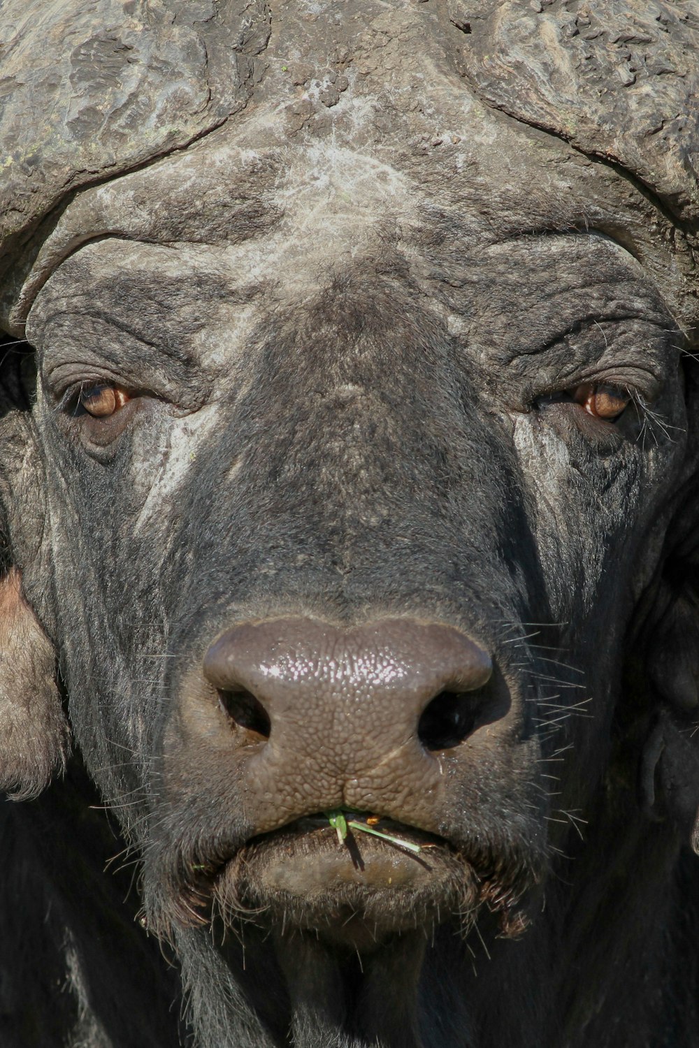 Bufalo d'acqua nera sul campo di erba verde durante il giorno