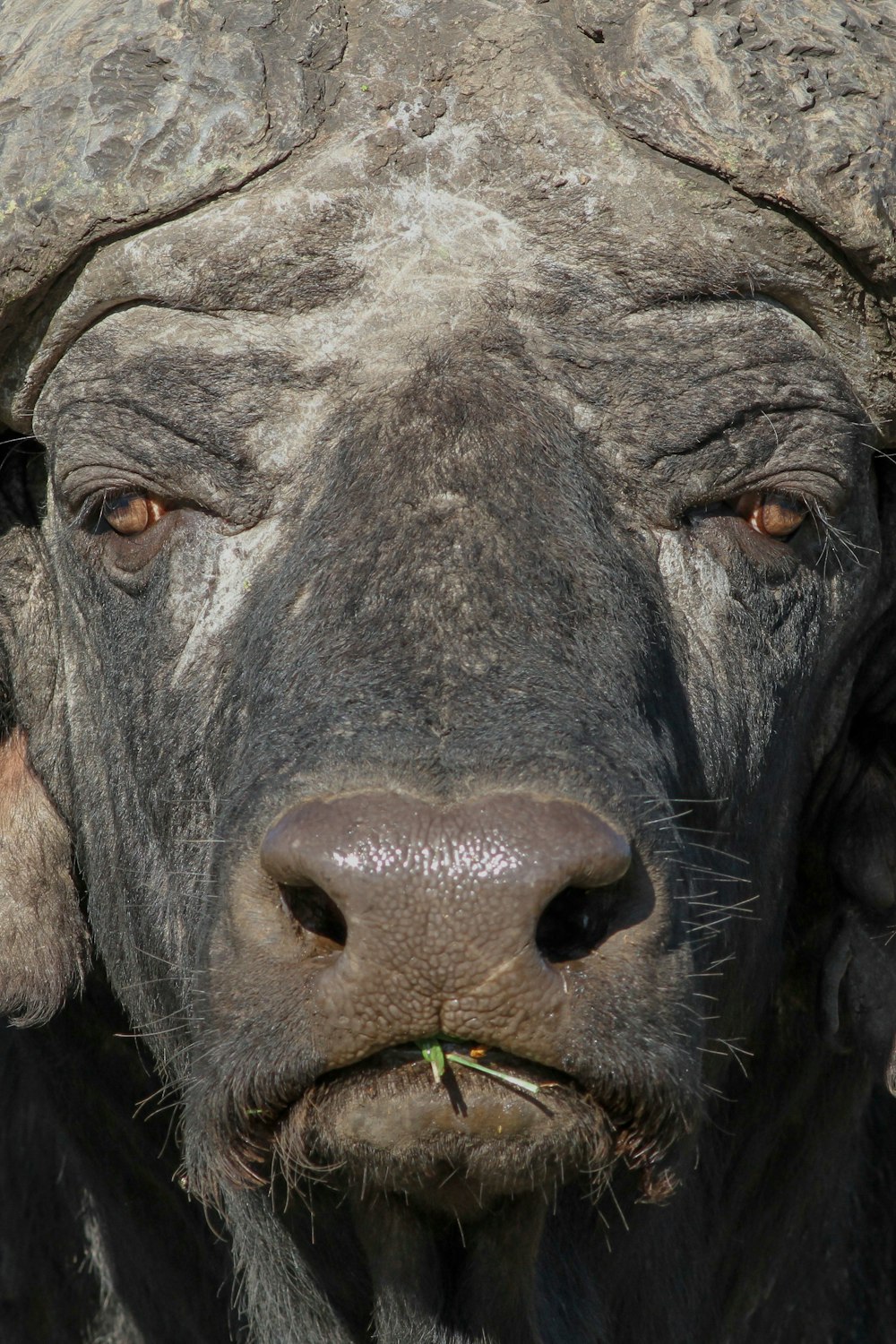 búfalo de água preta no campo de grama verde durante o dia