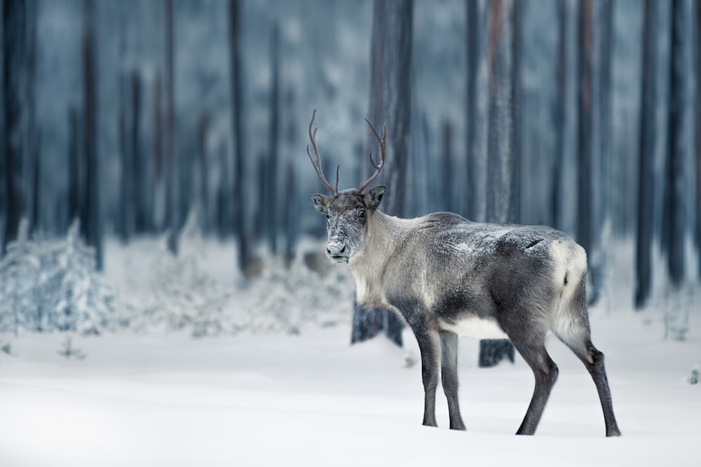 animale marrone e bianco su terreno coperto di neve durante il giorno