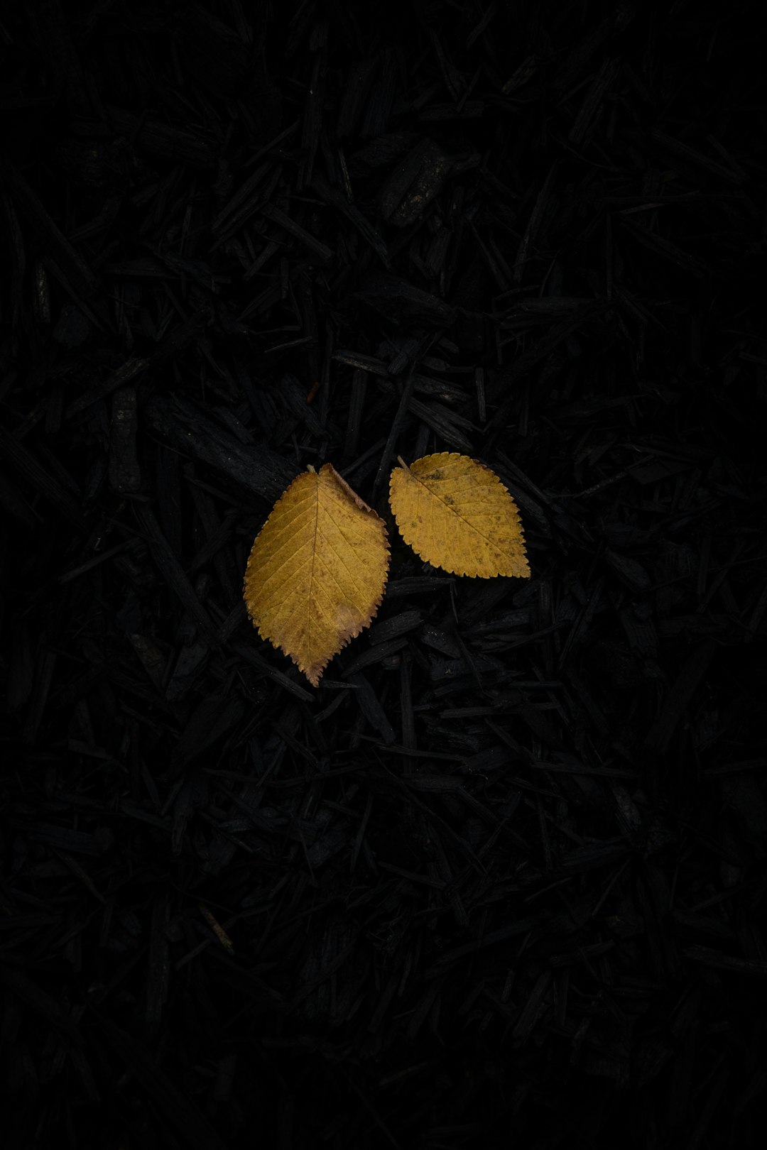 brown dried leaf on black surface