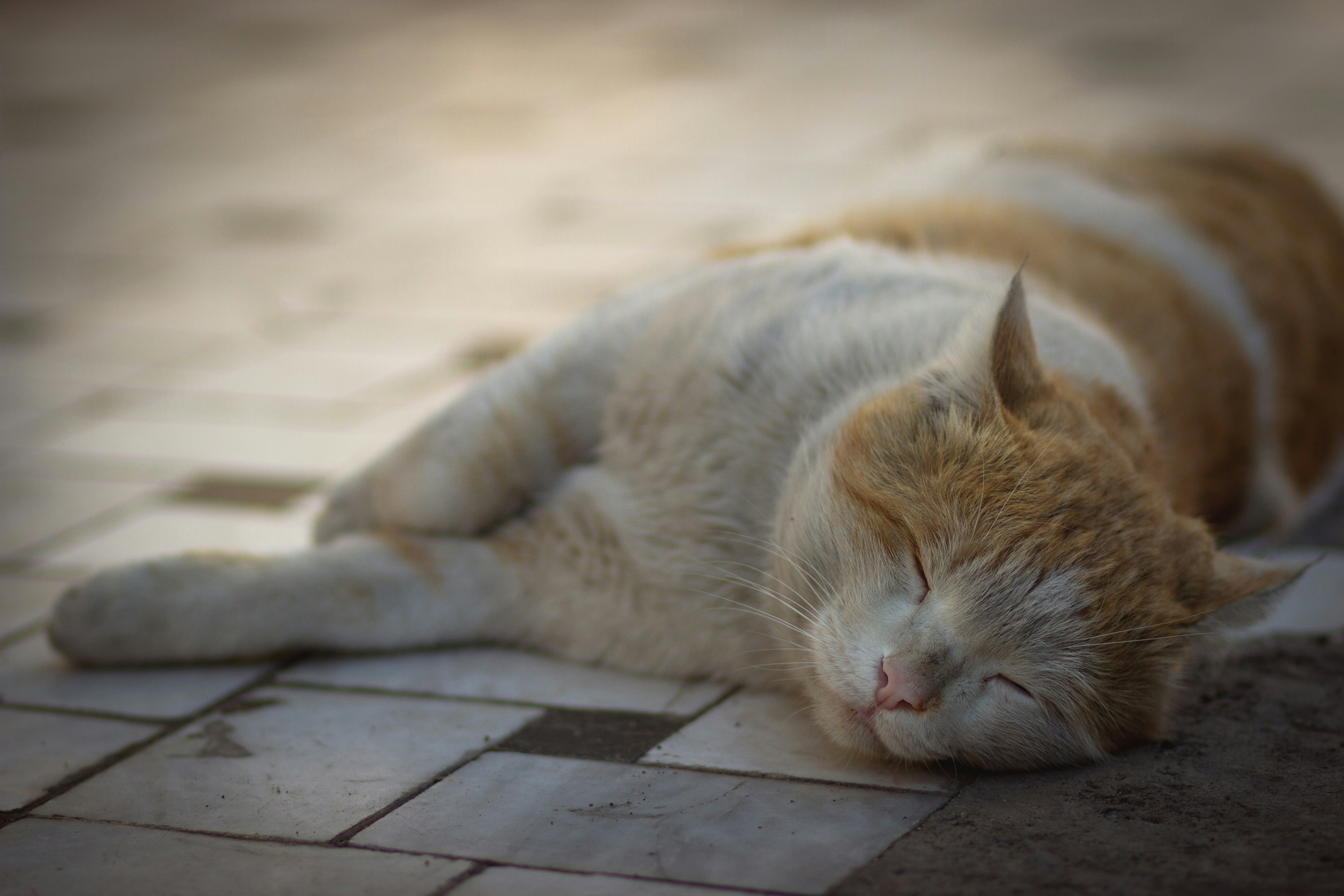 Photo by davoodjalali