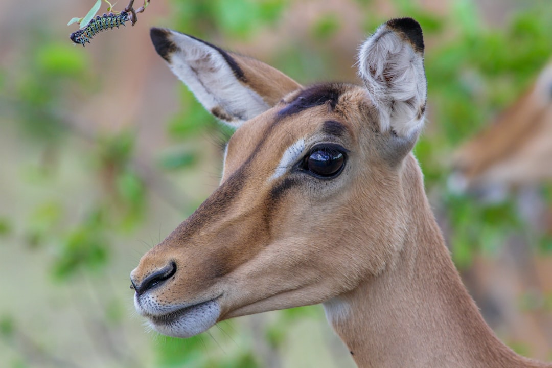 brown deer with black and white beaded necklace