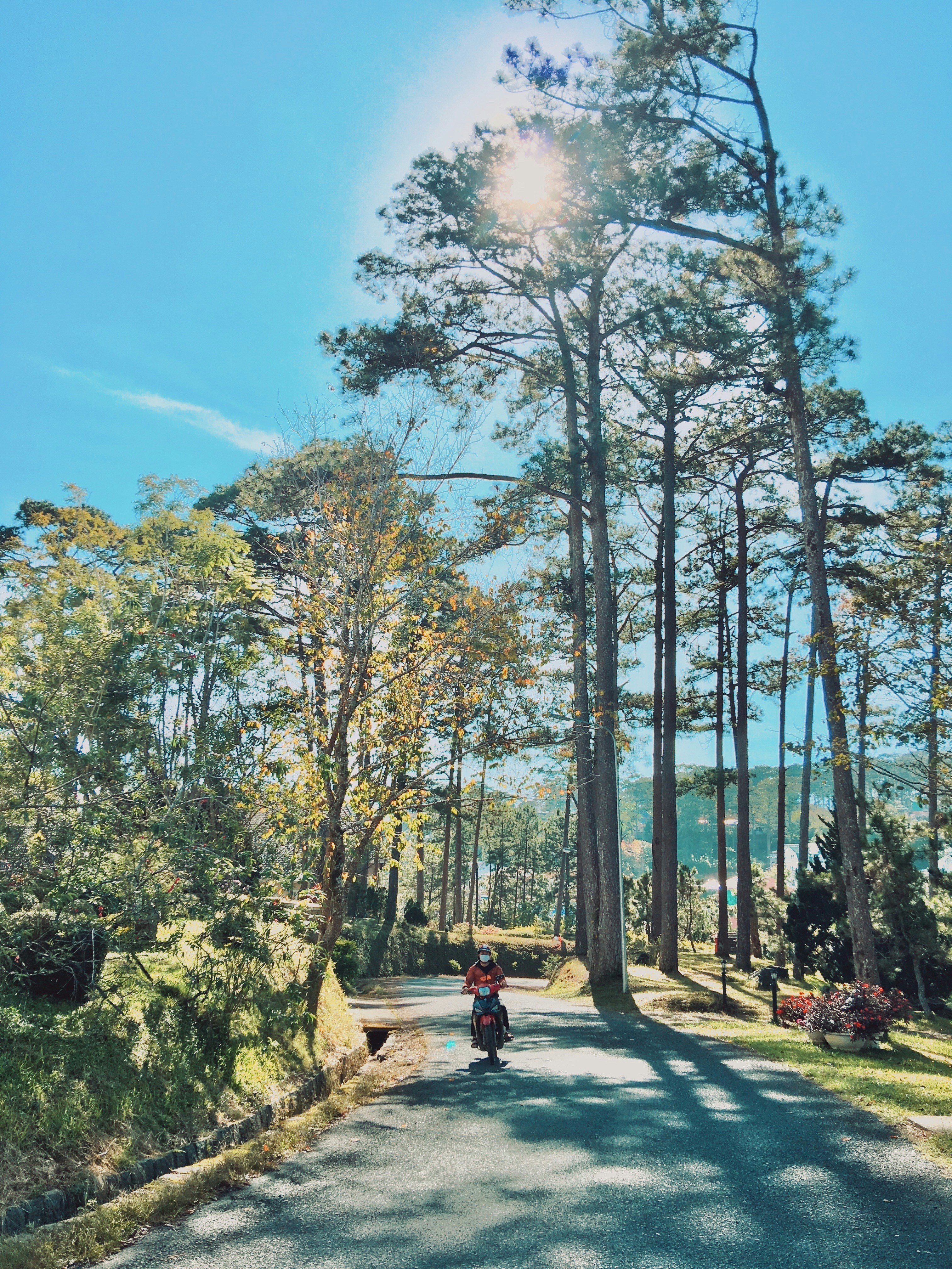 people walking on pathway between green trees during daytime