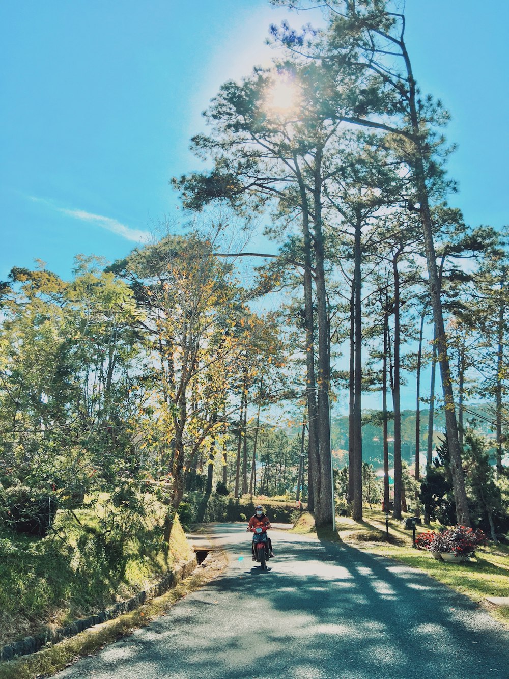 people walking on pathway between green trees during daytime