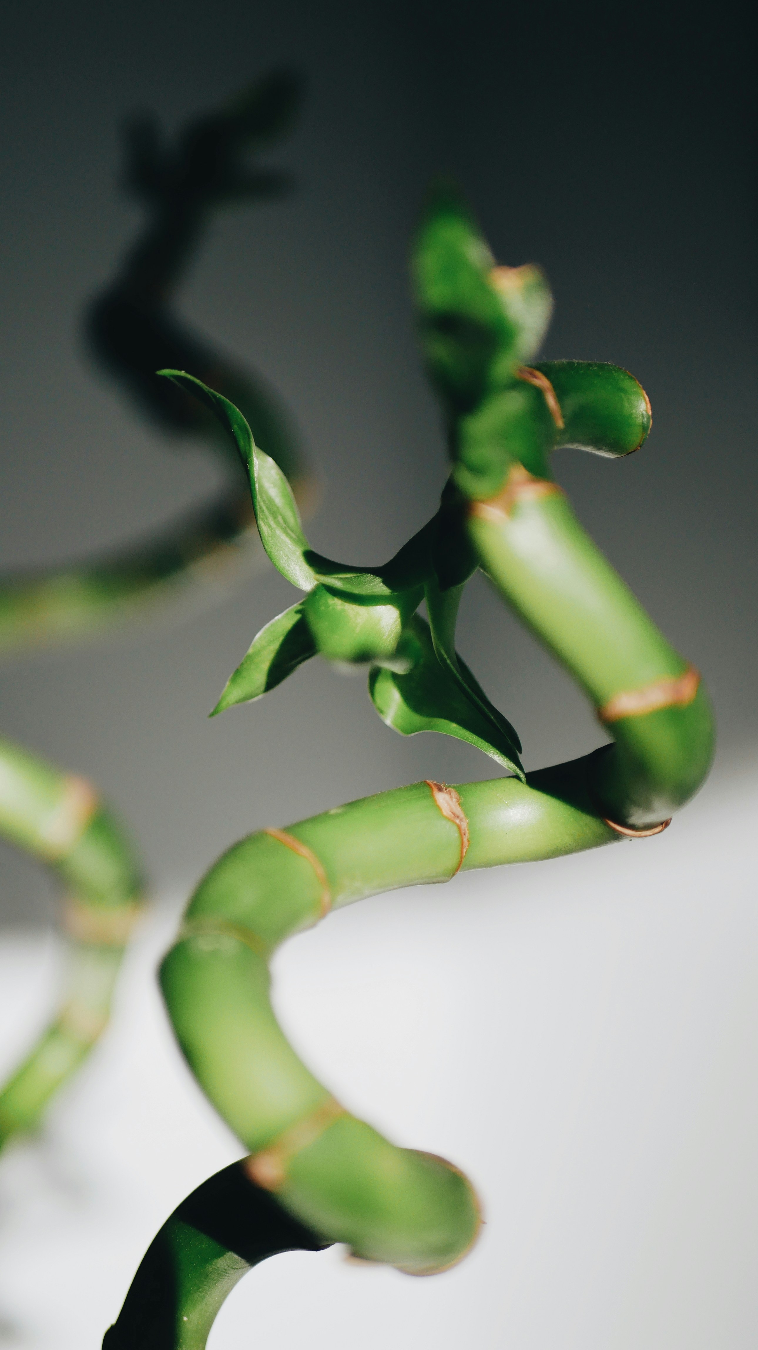 Let's Go Bamboo! Add Some Style With BAMBOO Shelves!