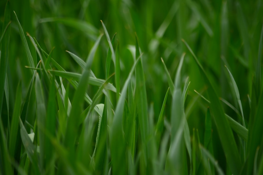 クローズアップ写真の緑の草