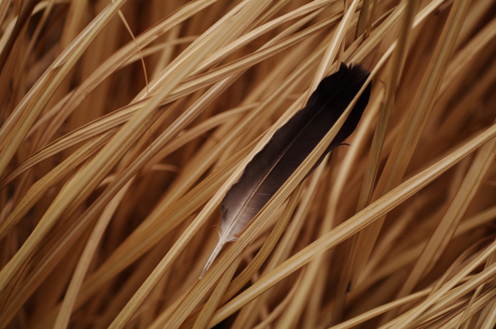 black feather on brown grass