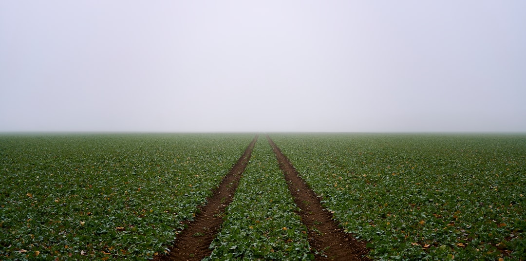 green grass field under white sky during daytime