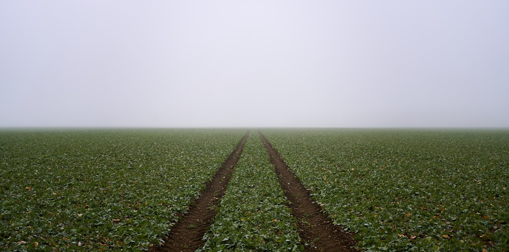 green grass field under white sky during daytime