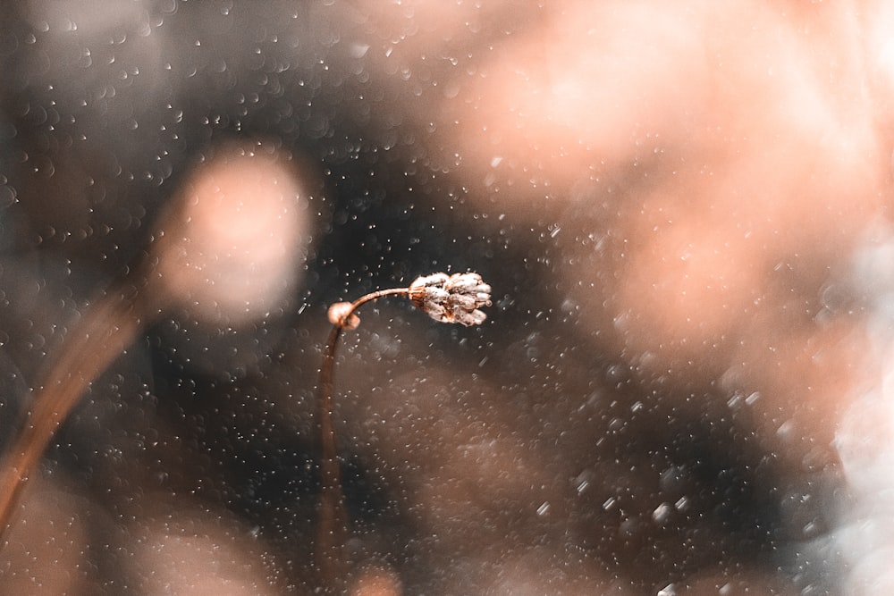 a flower that is sitting in the snow