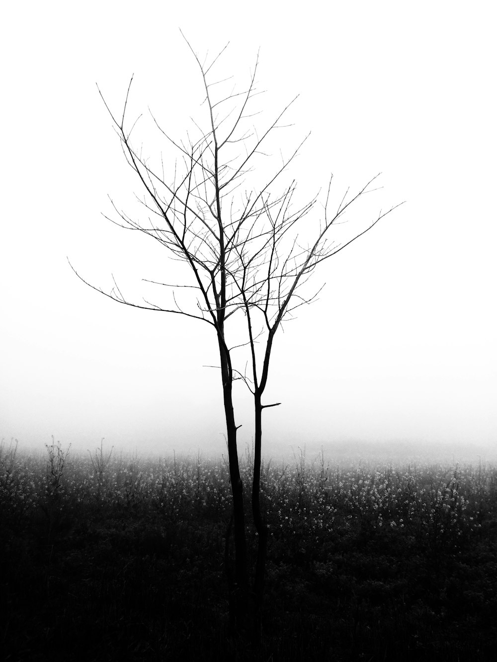 Árbol sin hojas en tiempo de niebla