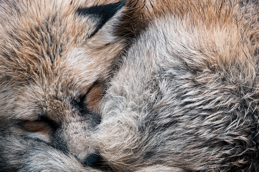 brown and white fox fur