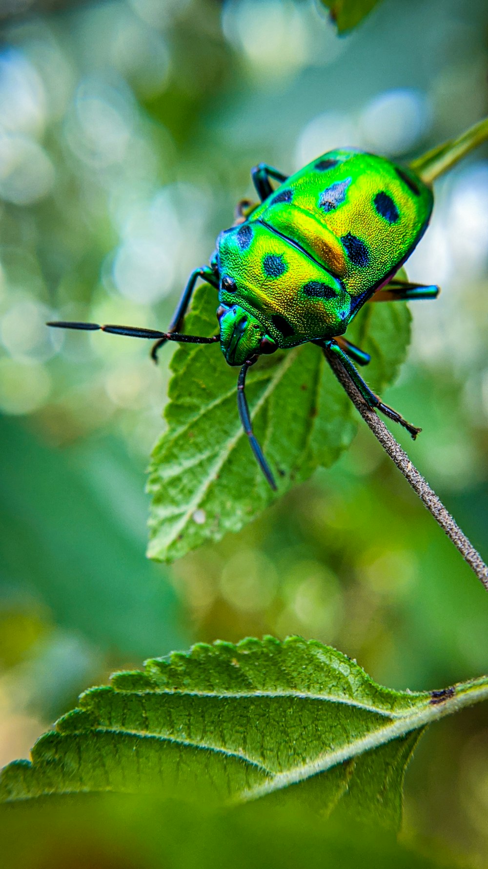 green and black bug on green leaf