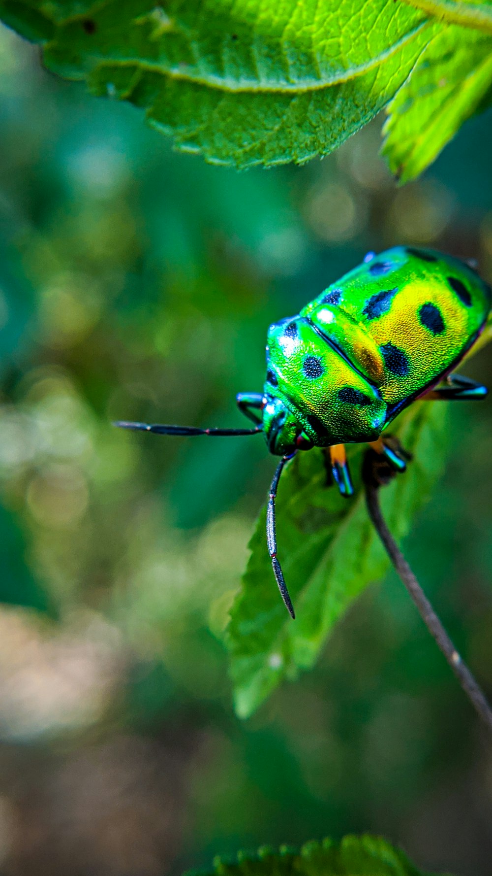 green and black bug on brown stem in tilt shift lens