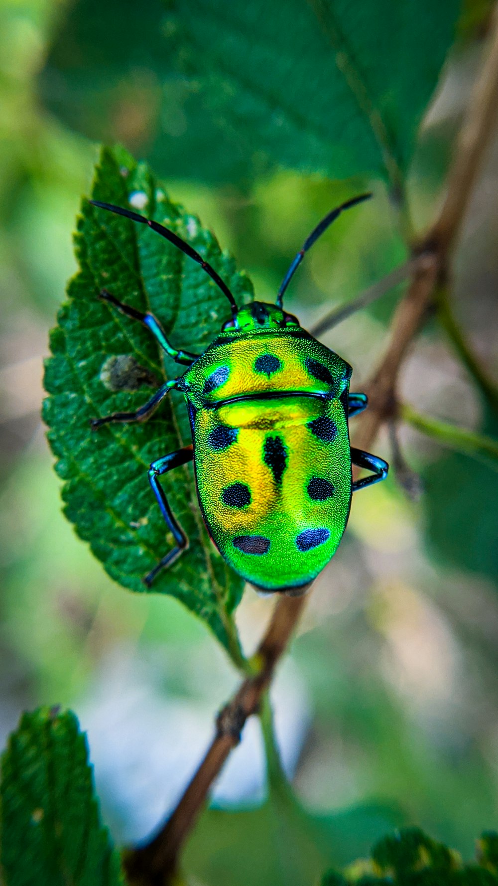 green and black bug on green leaf