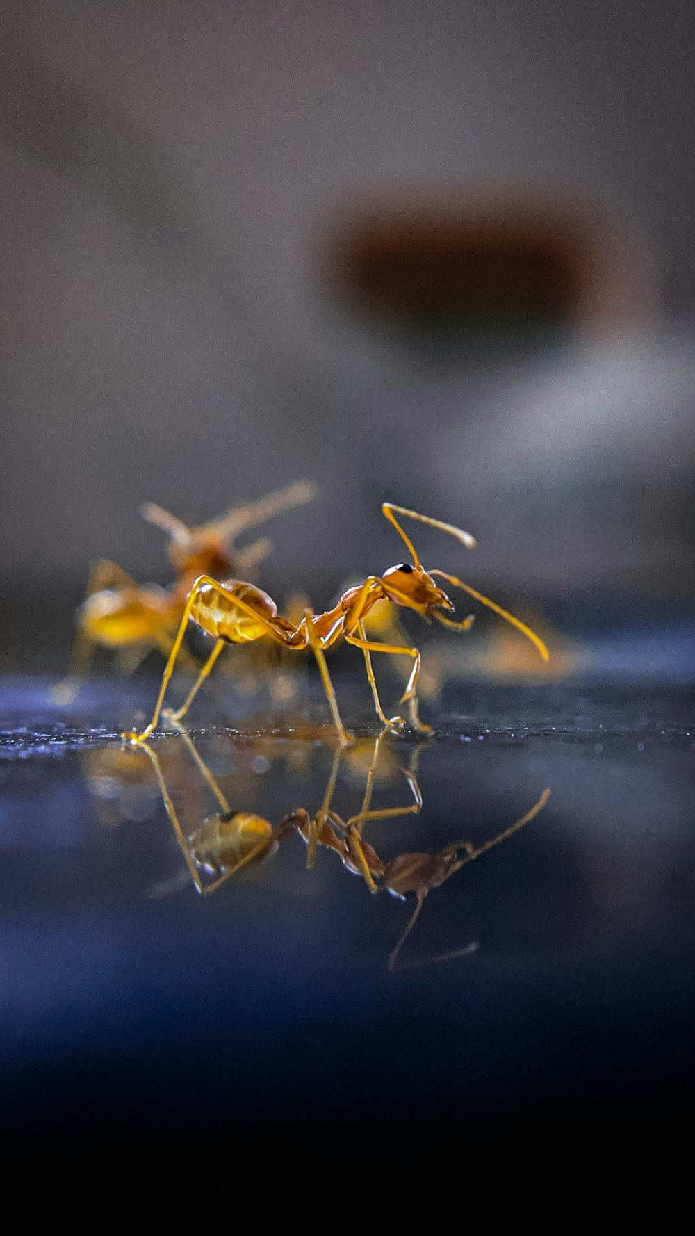 brown ant on blue surface