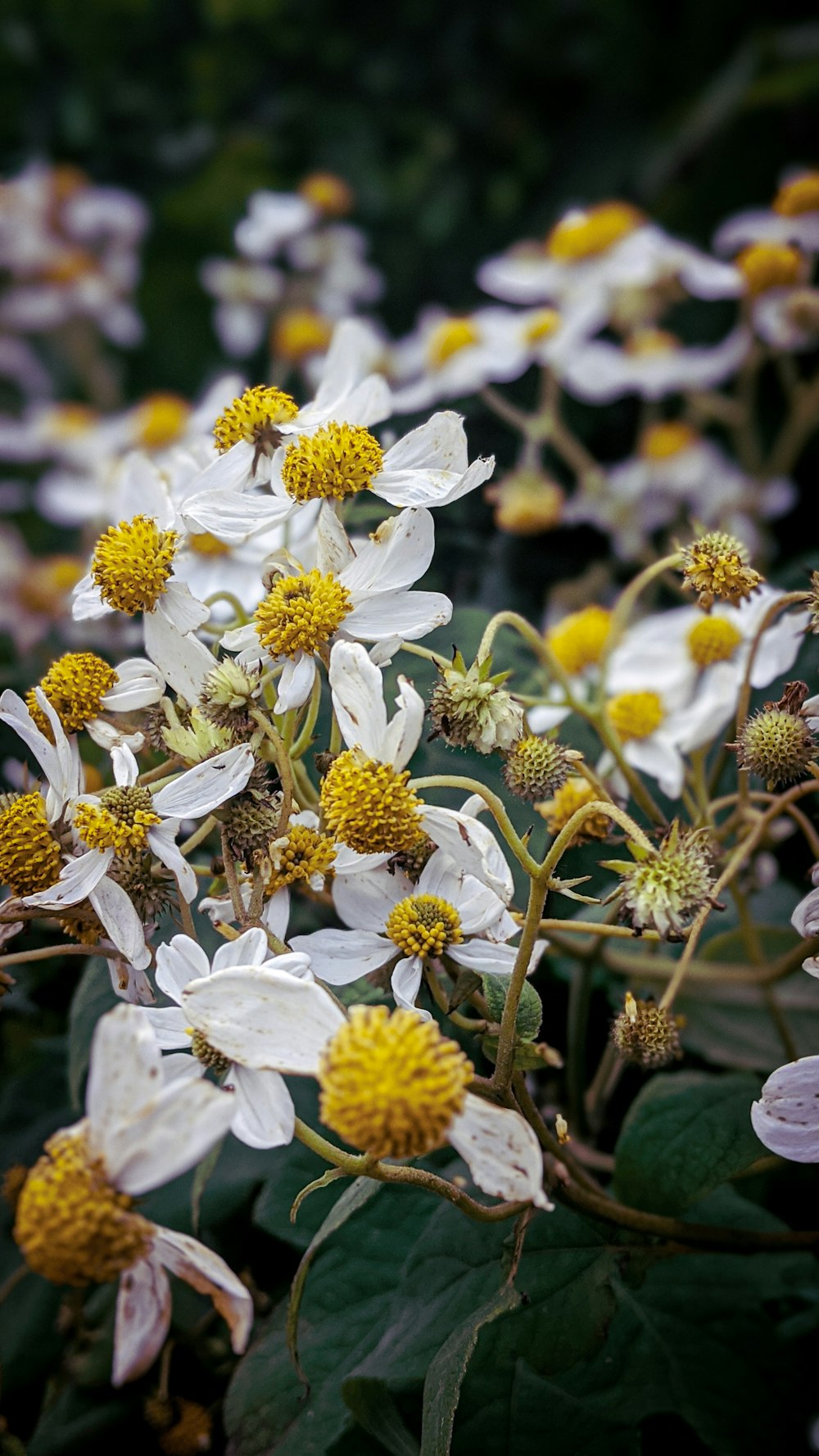 white flowers in tilt shift lens