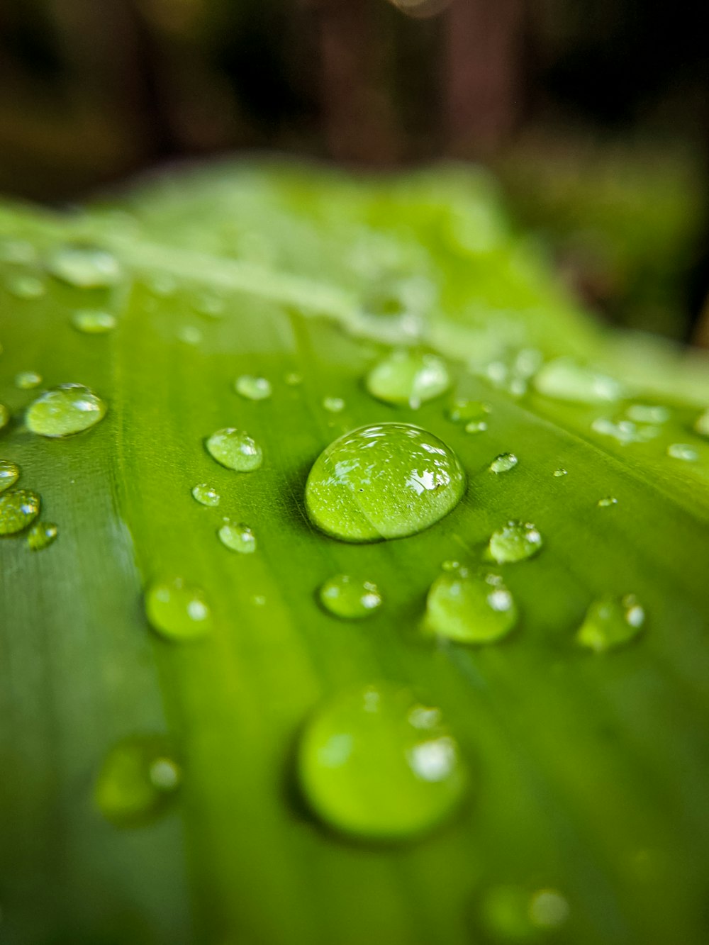 water droplets on green leaf