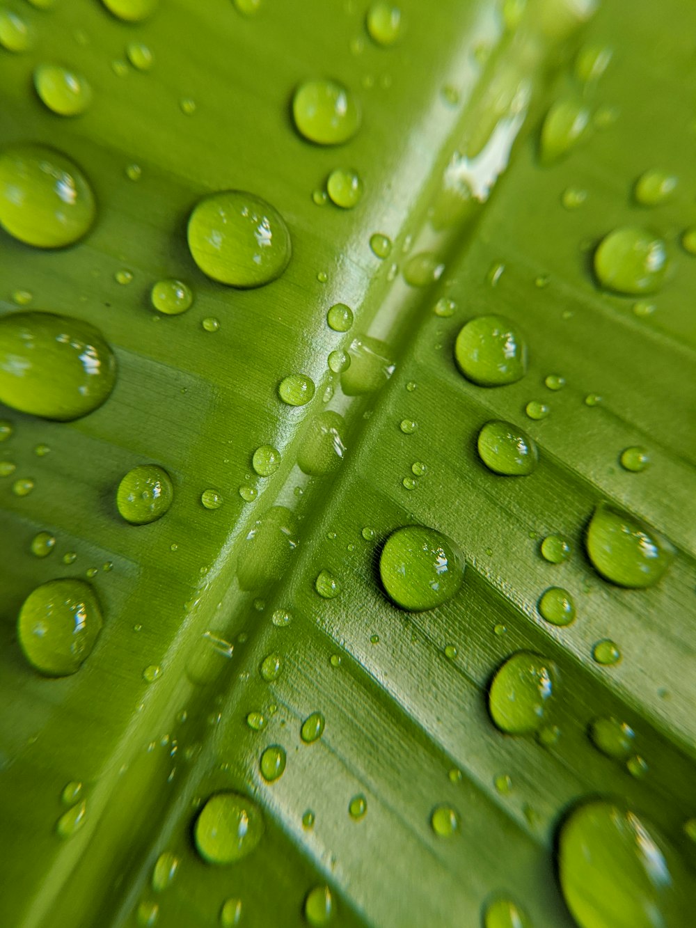 goccioline d'acqua su foglia verde