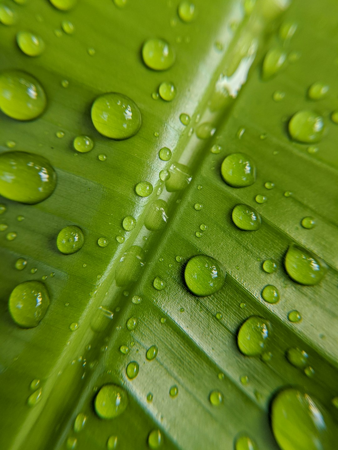 spotted dumb cane, plant, water droplets on green leaf