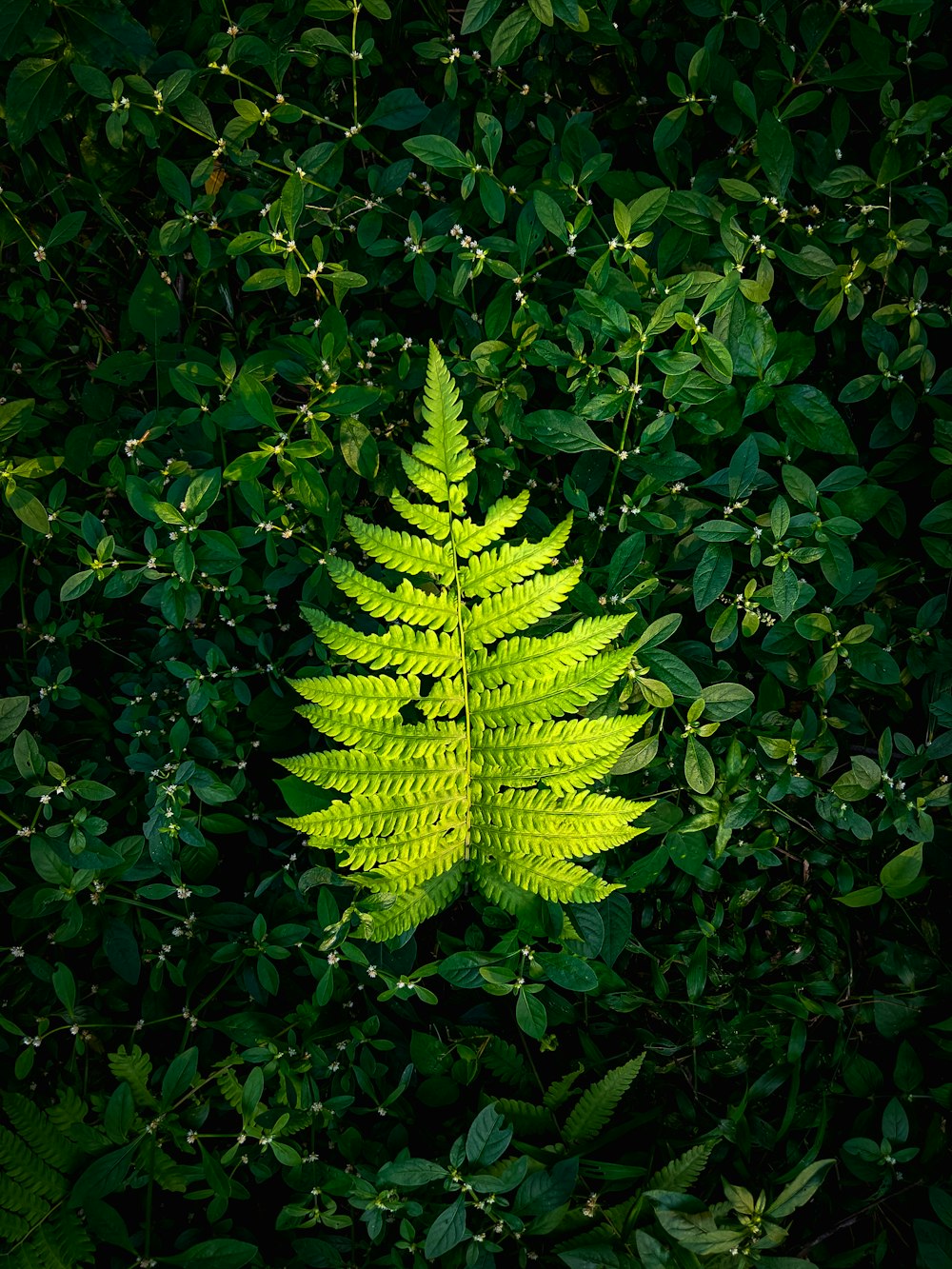 planta de samambaia verde durante o dia