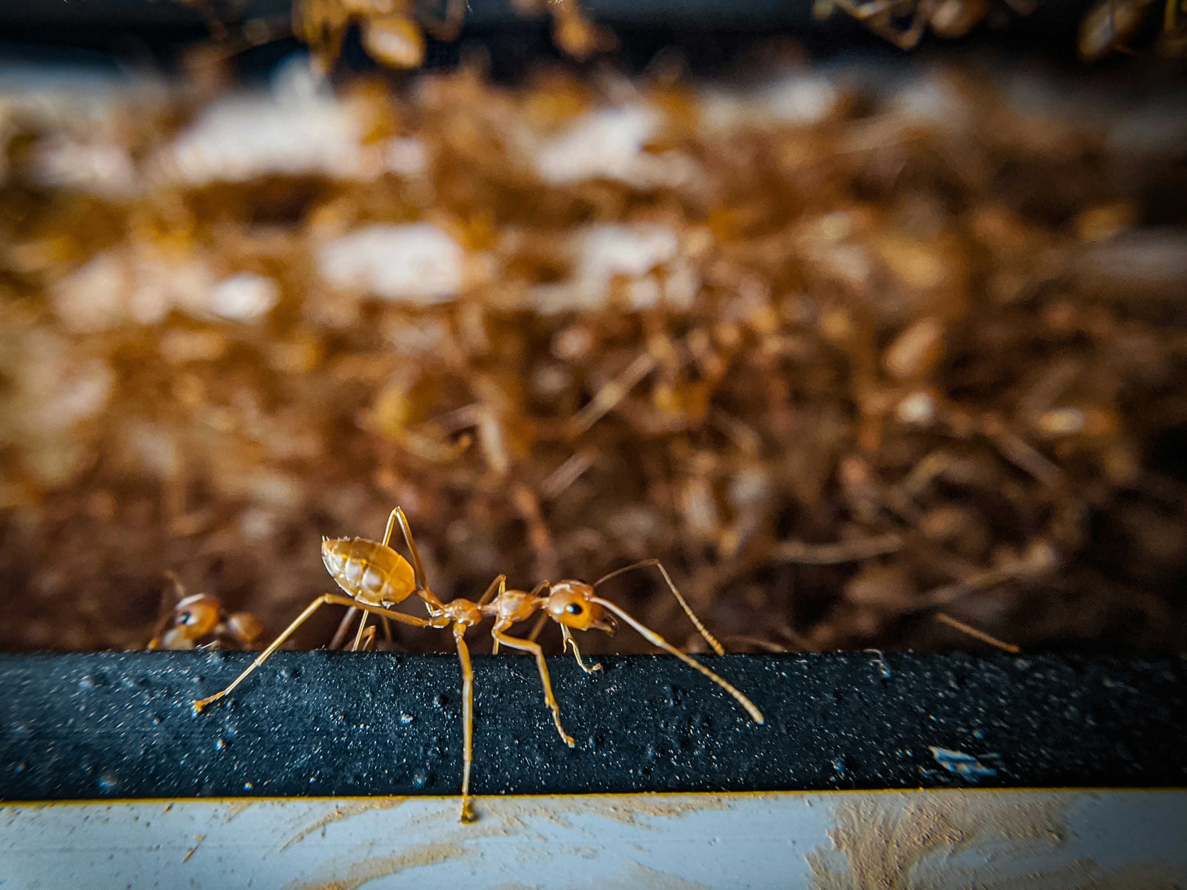 Economic Impact: The Billion-Dollar Invader (image credits: unsplash)