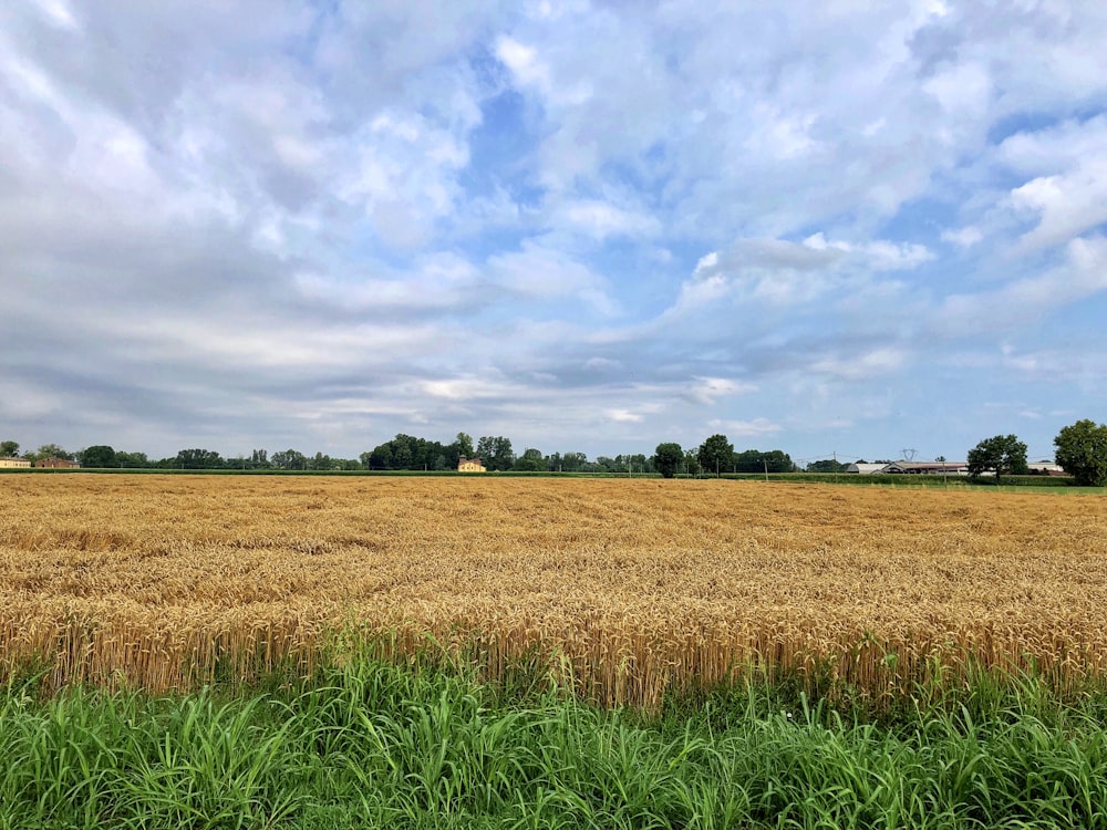 brown grass field under cloudy sky during daytime