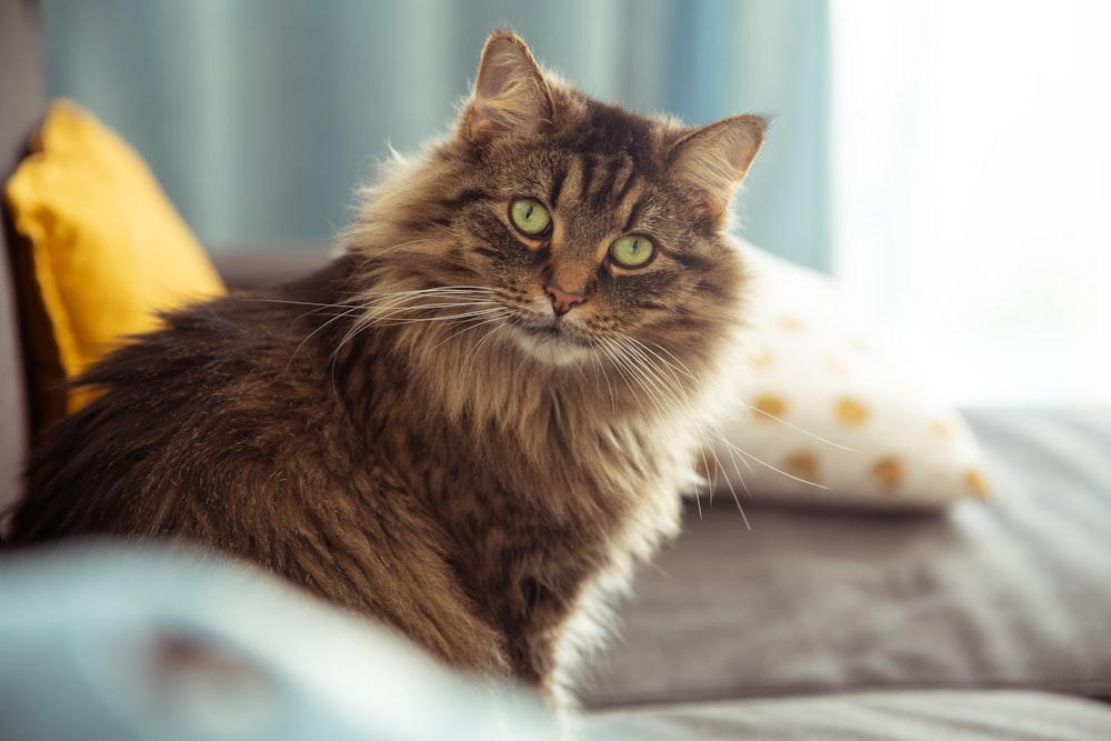 brown and black long fur cat on grey concrete floor