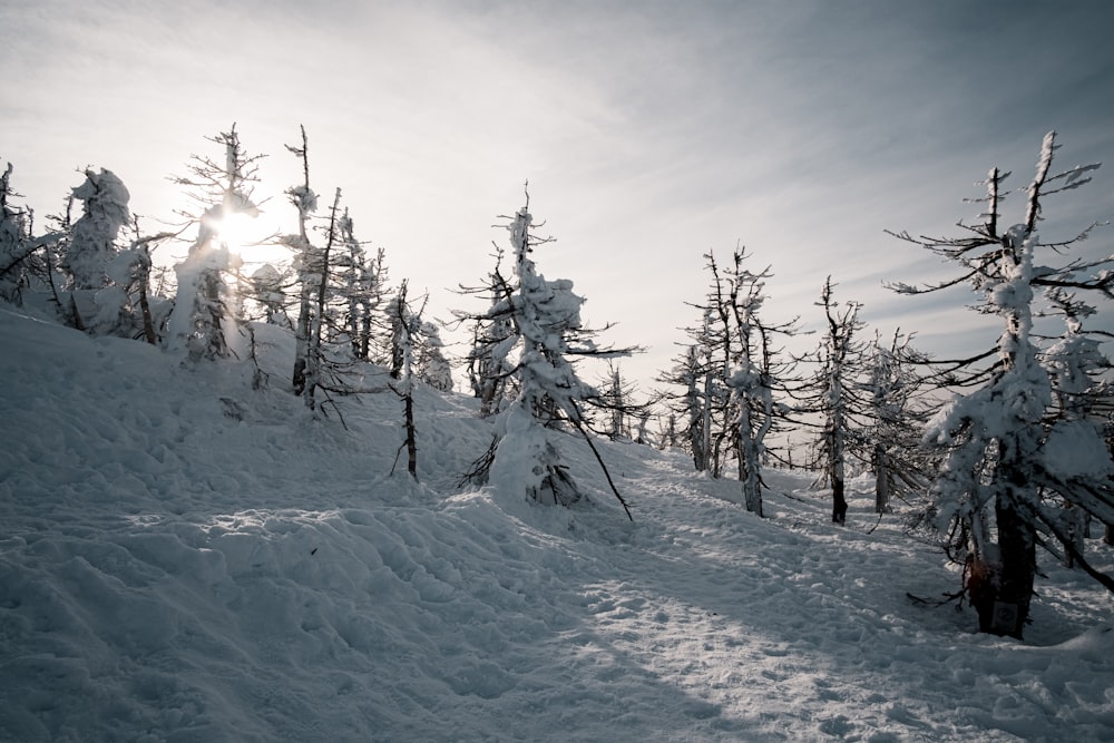 green trees on snow covered ground during daytime