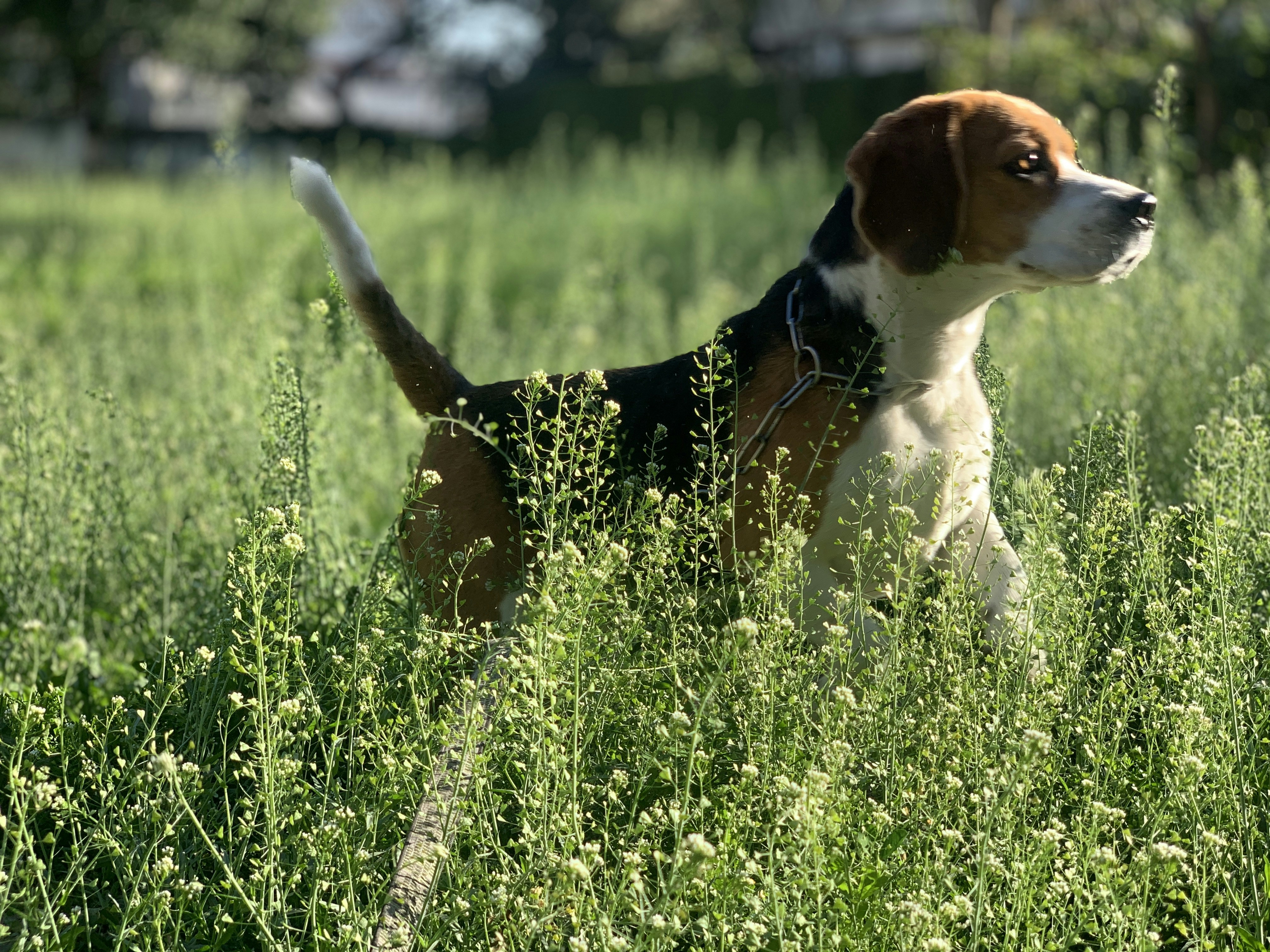 tricolor beagle on green grass field during daytime