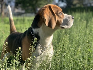 brown white and black short coated dog on green grass field during daytime