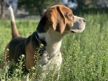 brown white and black short coated dog on green grass field during daytime