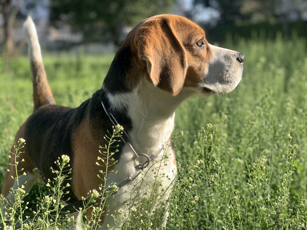 昼間の緑の芝生の上の茶色、白、黒の短いコートの犬