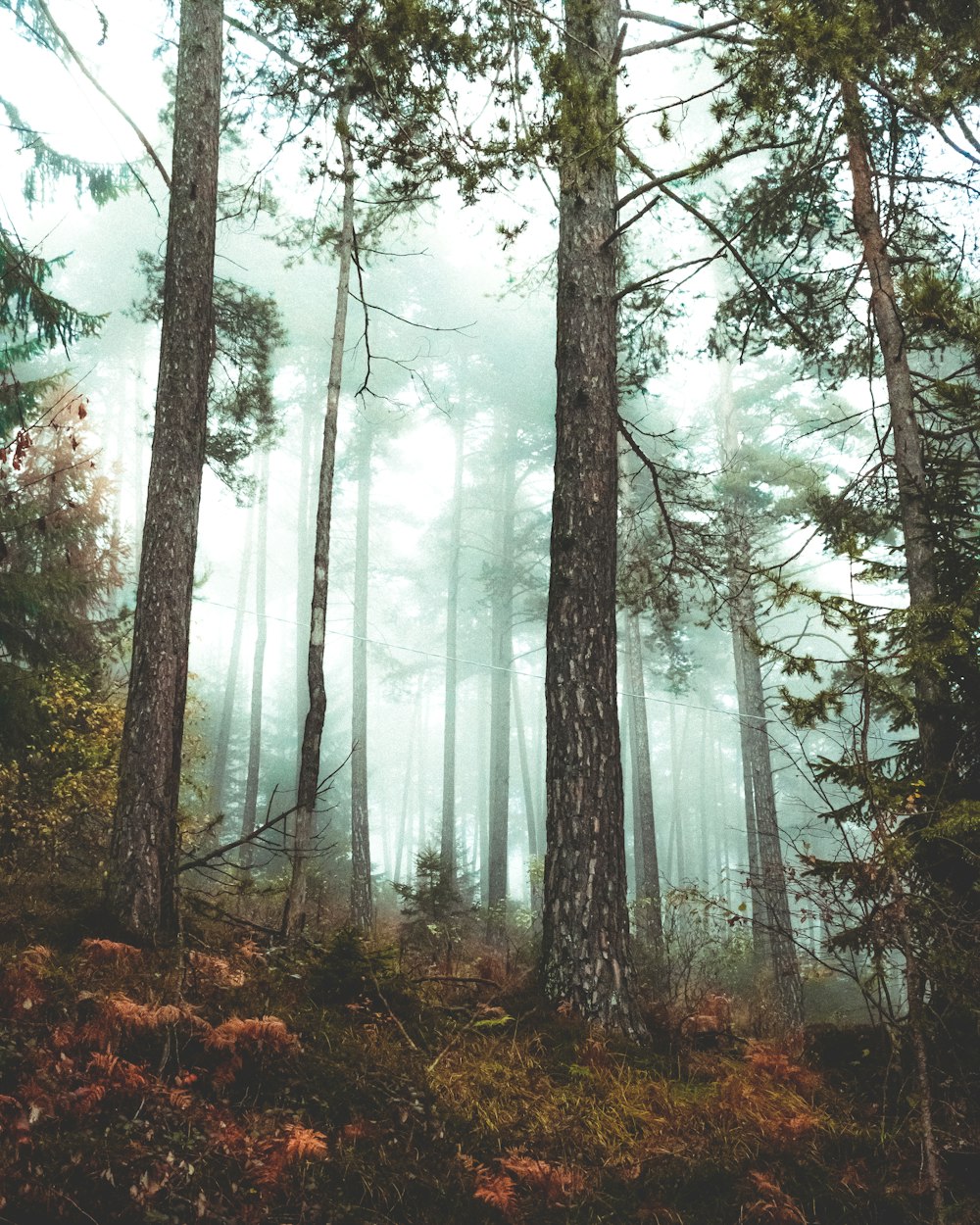 braune Bäume mit Nebel tagsüber