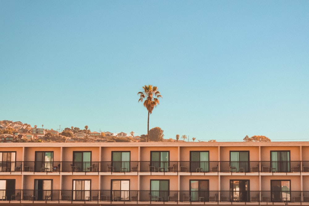 palm tree in front of brown concrete building