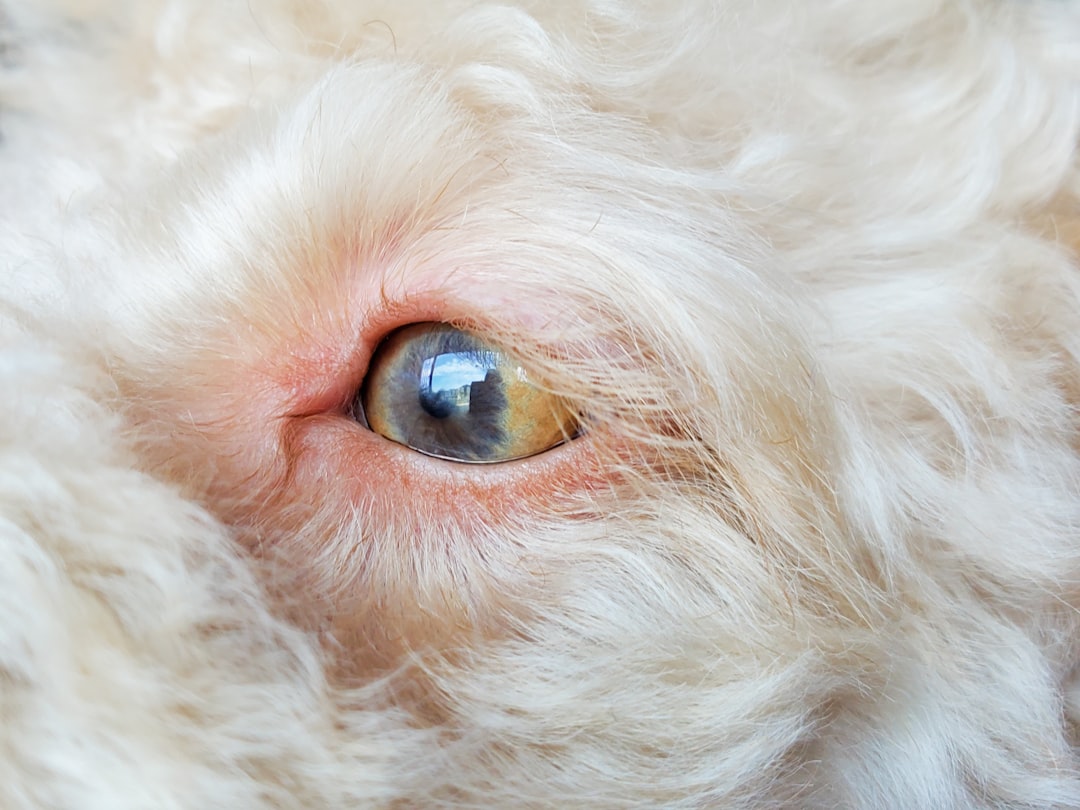 Veterinary Eye Exam
