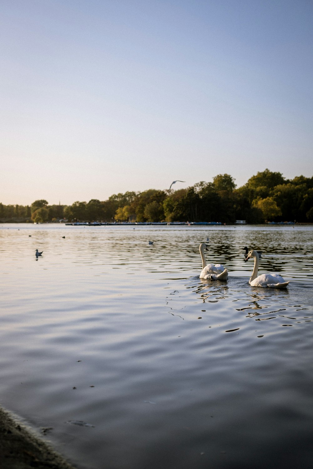 white swan on lake during daytime