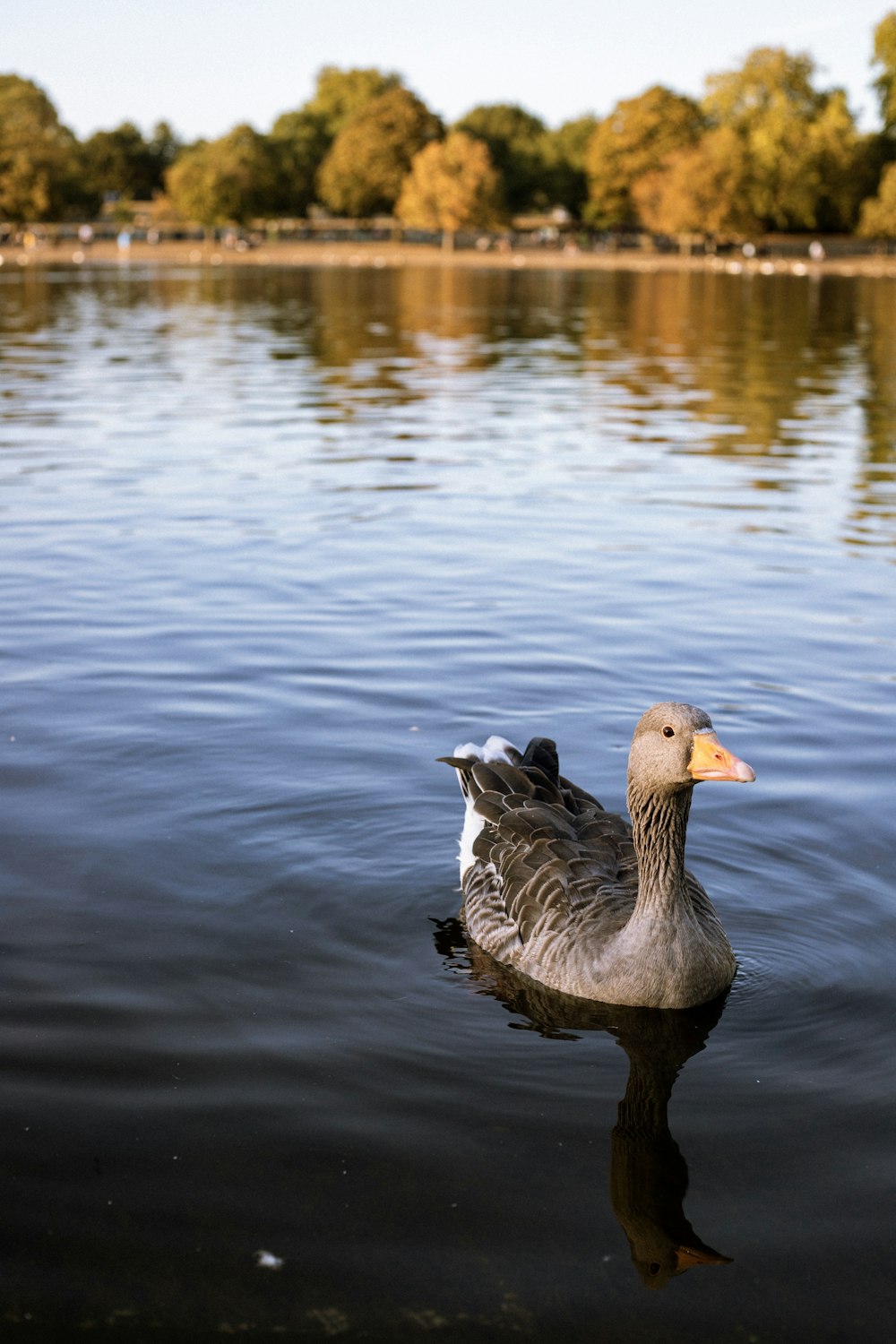 grey duck on water during daytime