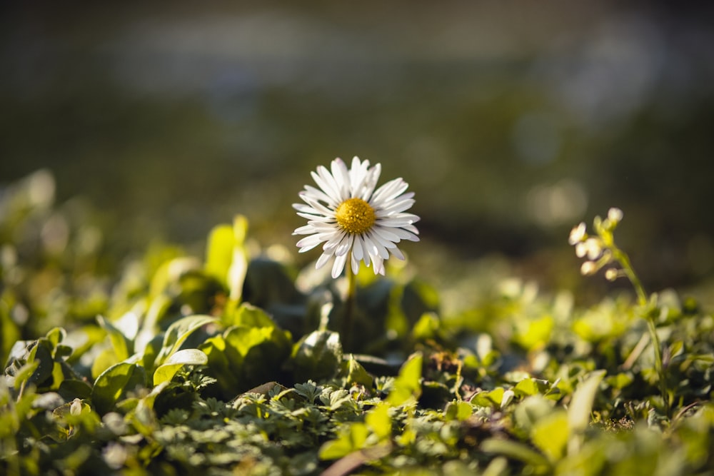 white and yellow flower in tilt shift lens