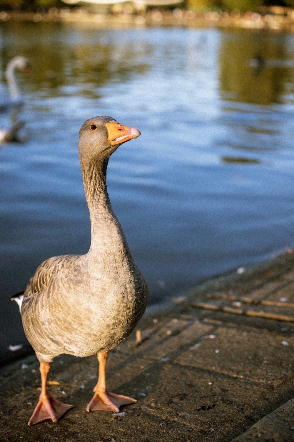 brown duck on gray concrete floor