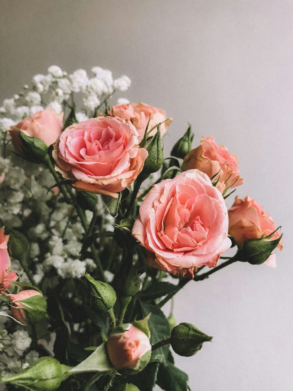 pink roses in white vase